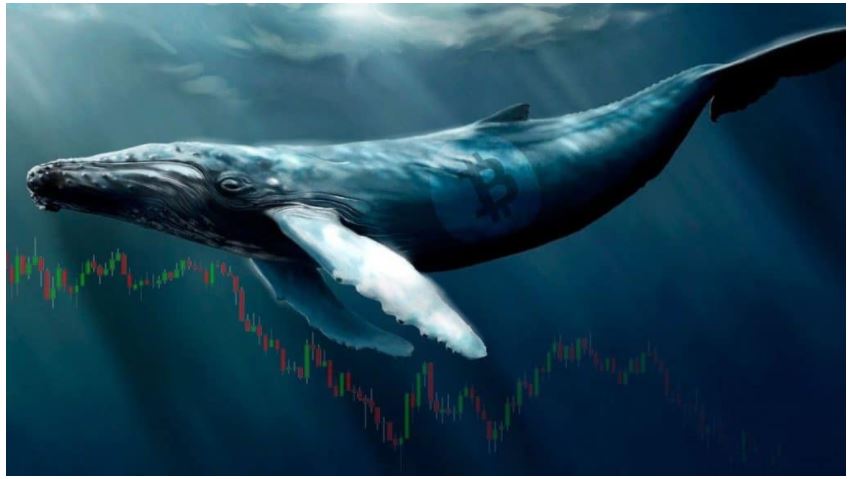 ビットコインクジラの蓄積が爆発する：Glassnodeの最近のレポートをチェックしてください