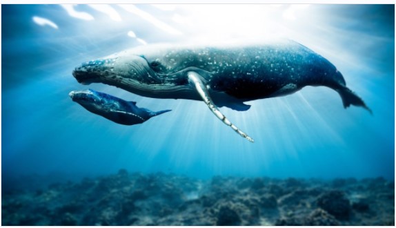 ホエールウォッチ：68頭の新しいクジラがETHネットワークに参加、BTCはクジラの最低濃度を保持