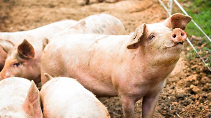 米国当局、「豚の屠殺」暗号化詐欺が驚くべき勢いで流行っていると警告